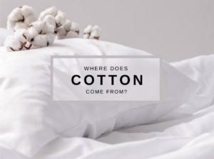 Read more about the article Where does cotton come from?